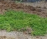 Herniaria glabra (Prietržník holý) cca 50 semien